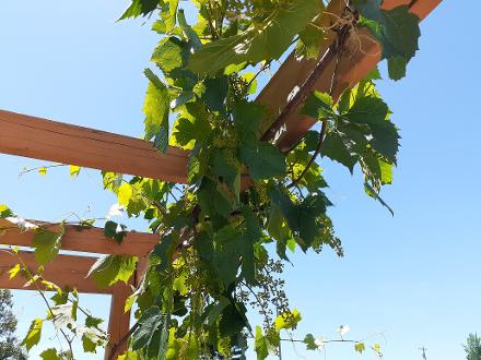 Montreal Blues grapes hanging growing on pergola